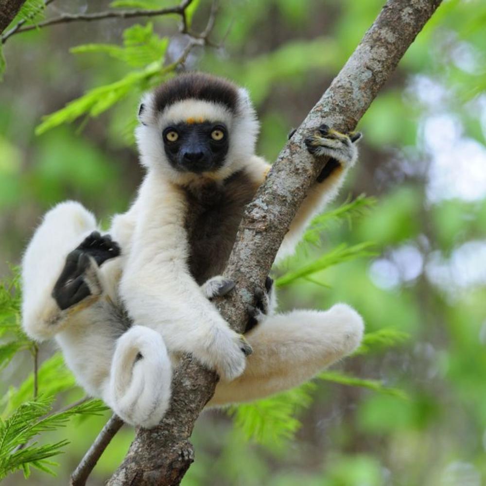 WAU Madagascar-item-1
