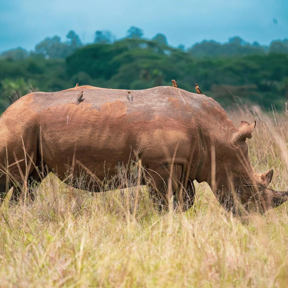 ARP Africa-item-2