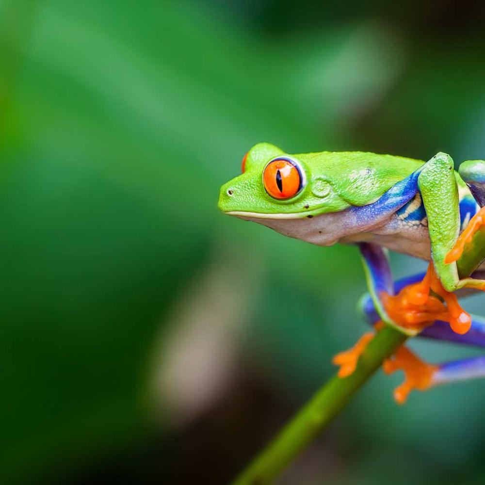 Quimbaya Latin America-item-1