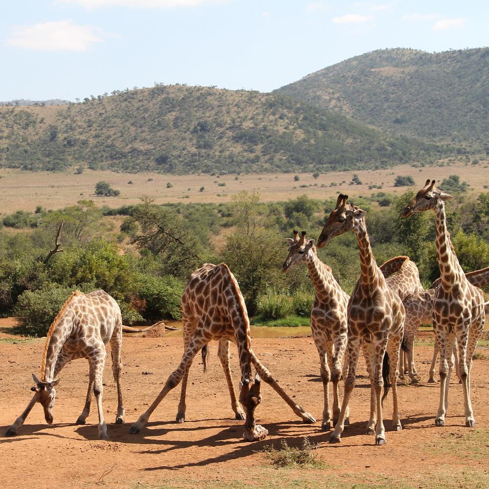 Cullinan Guided Journeys-item-1