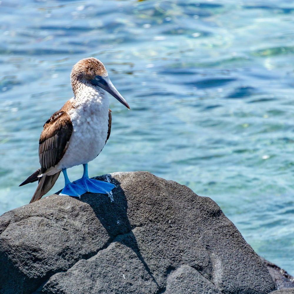 Go Galapagos-item-0