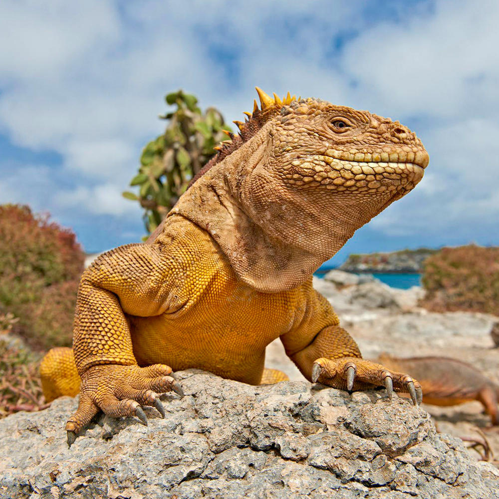 Go Galapagos-item-2