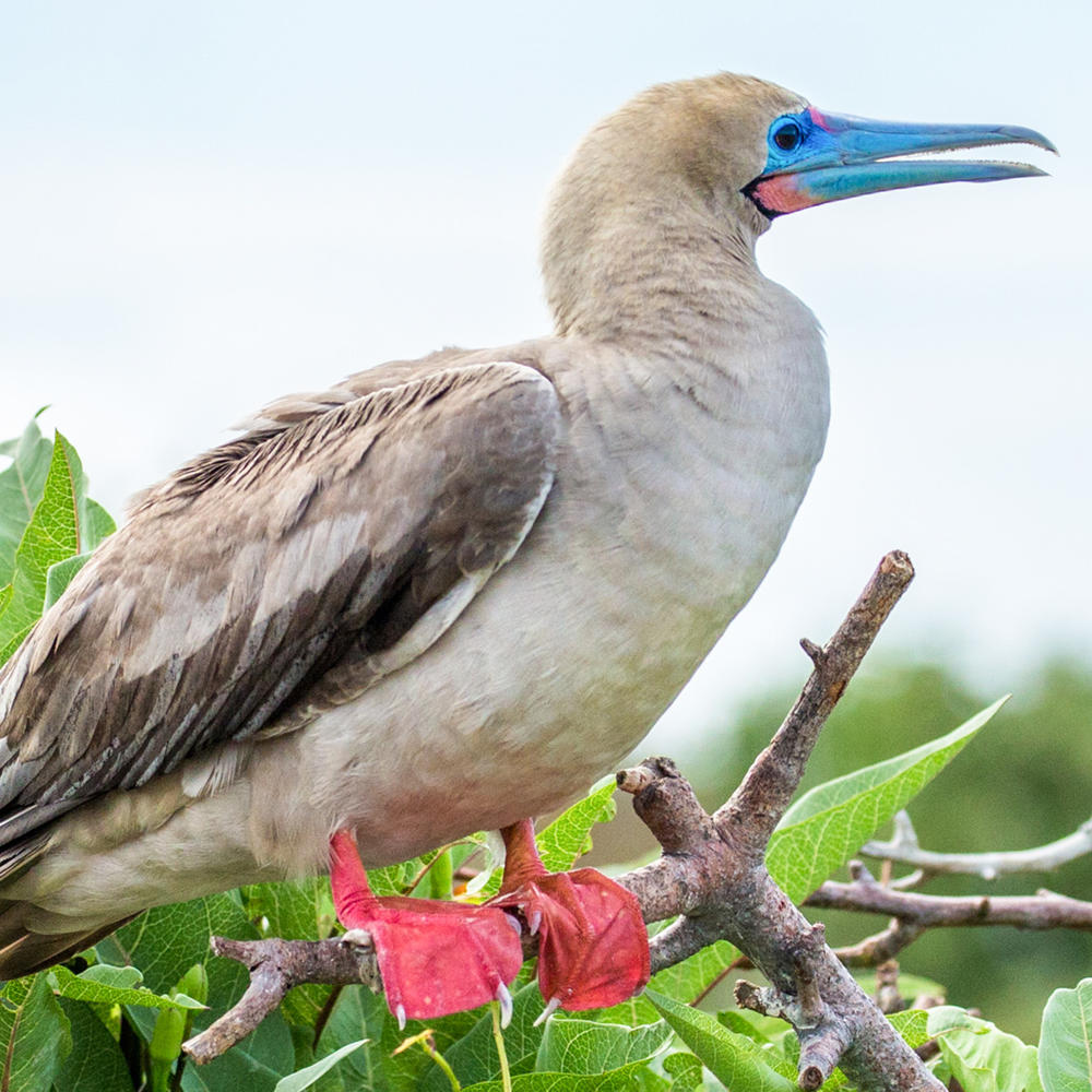 Go Galapagos-item-2