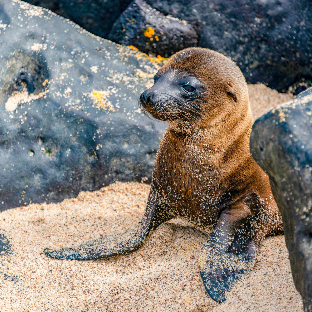 Go Galapagos-item-1