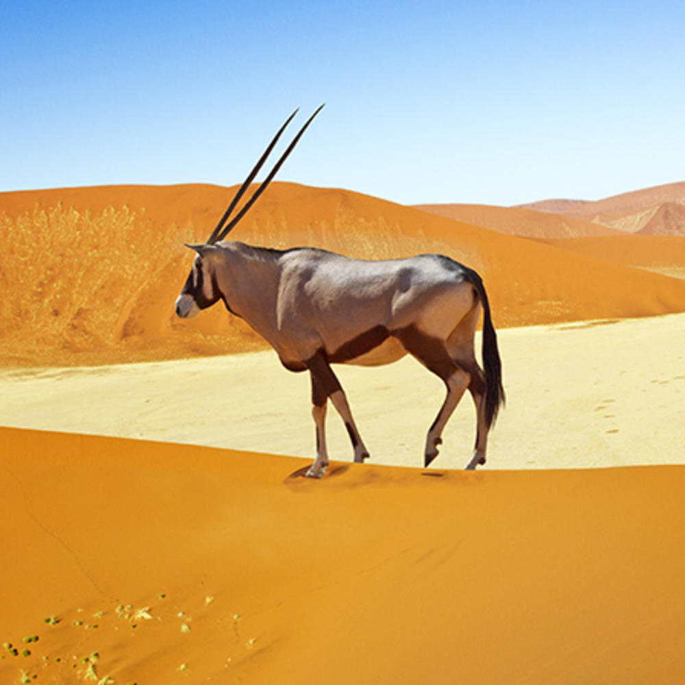 Sense of Africa-item-1