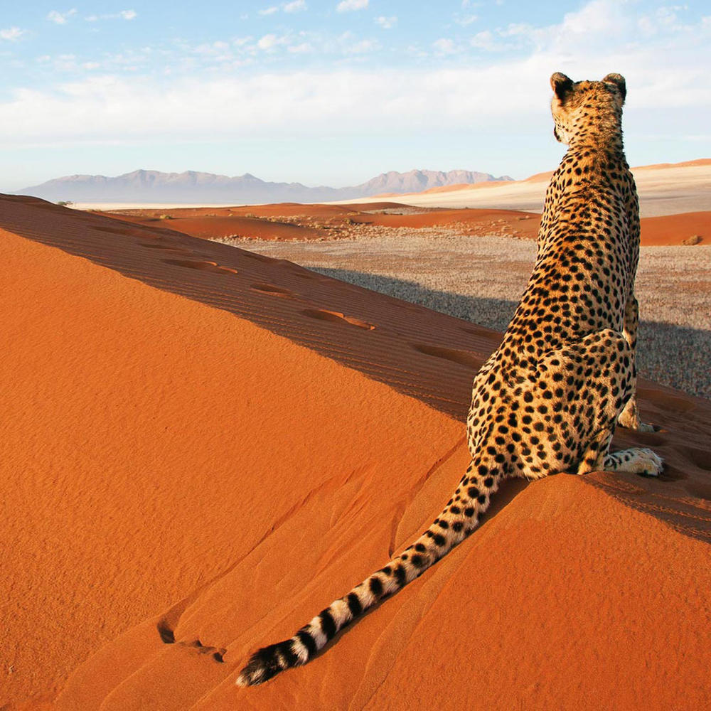 Sense of Africa-item-2