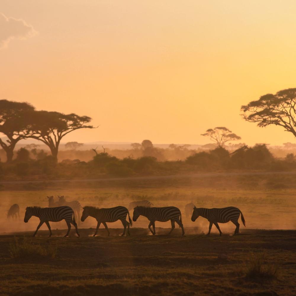 ARP Africa-item-1