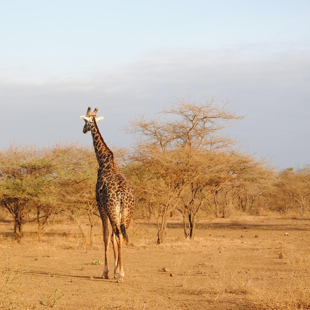 ARP Africa-item-1