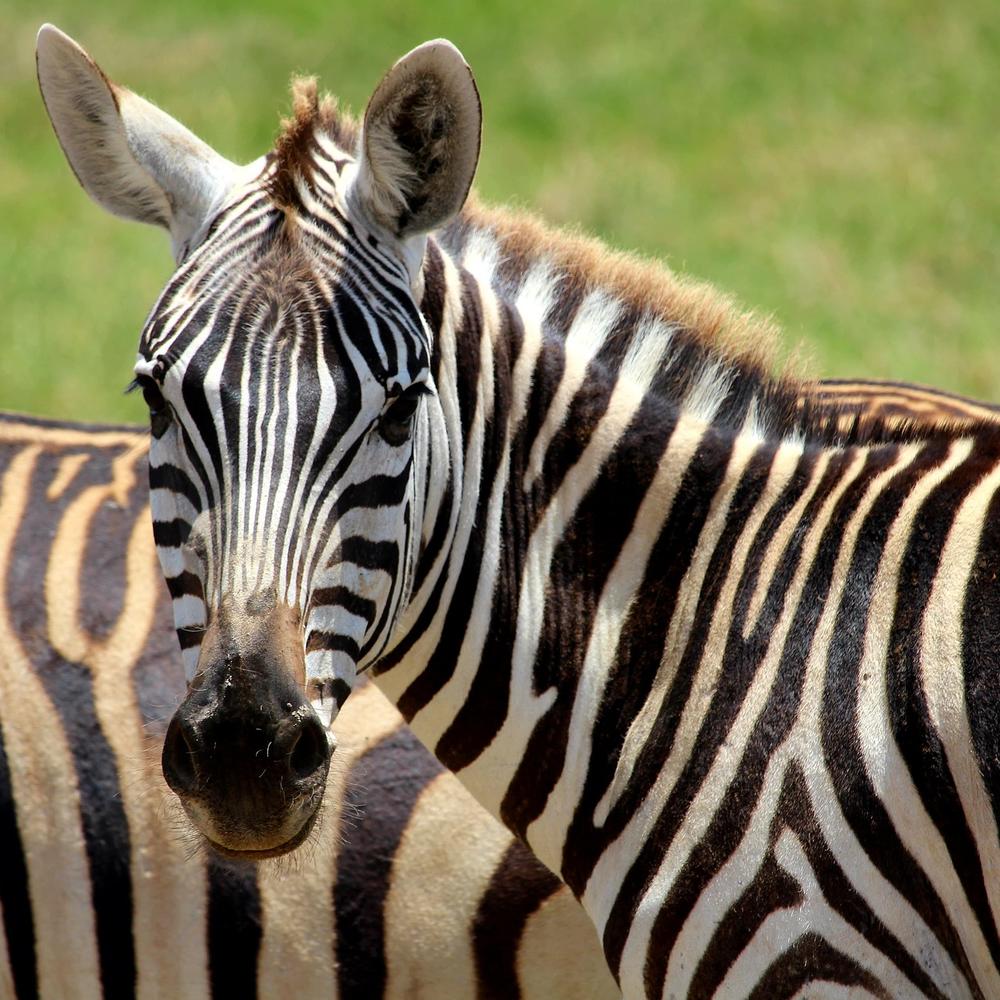 ARP Africa-item-0