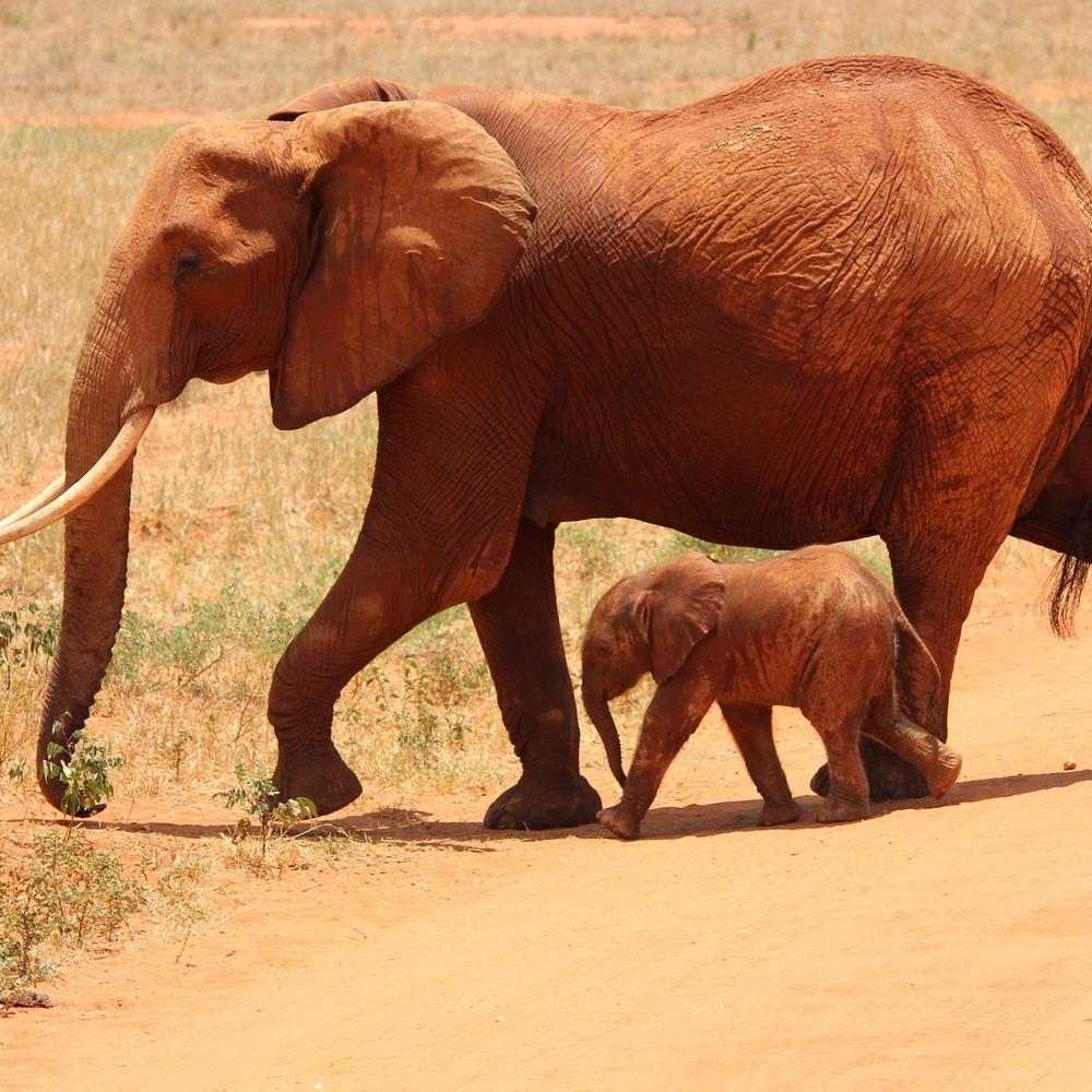 ARP Africa-item-1
