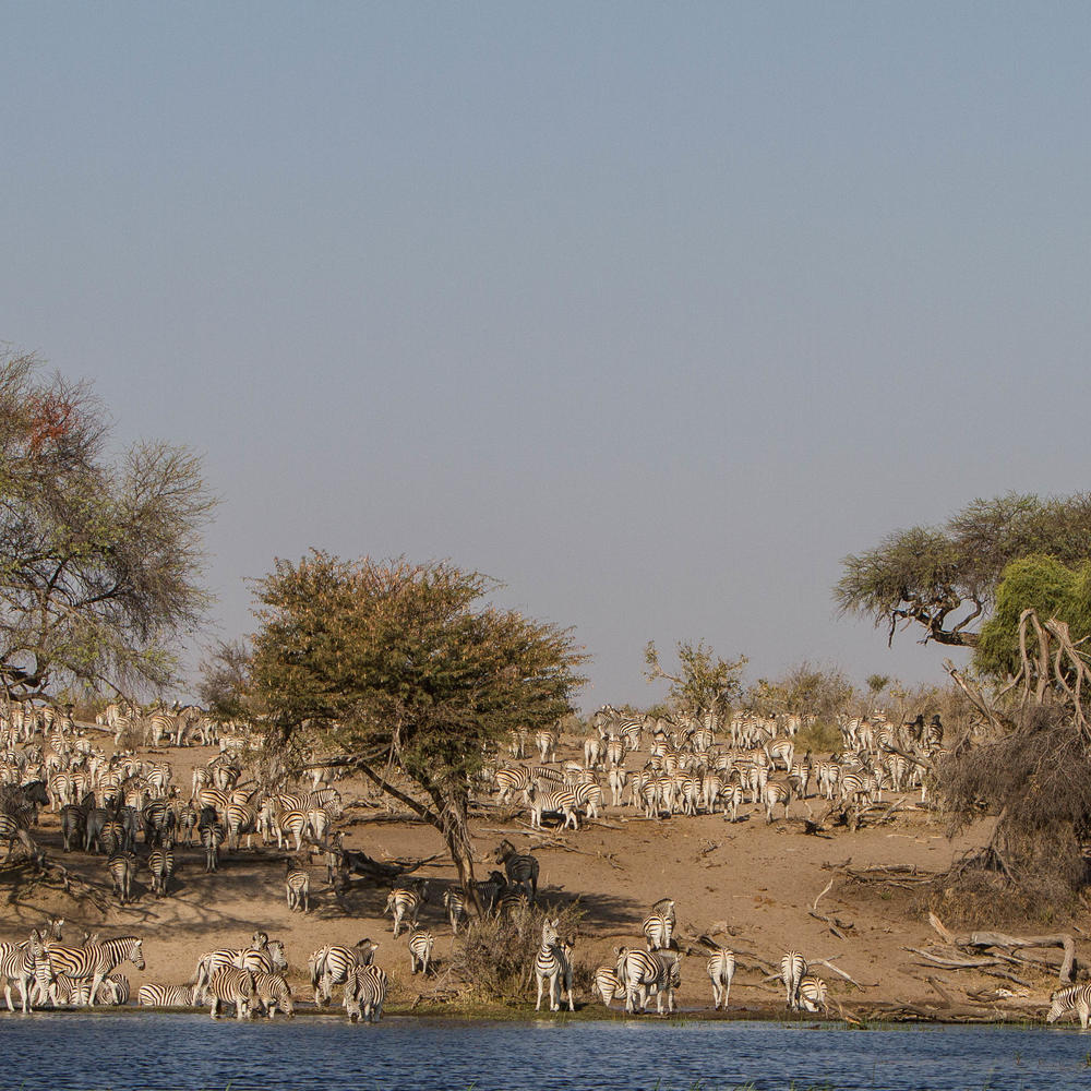 Desert and Delta-item-1