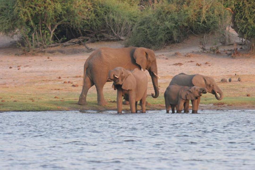 Chobe nationalparkimage - 1