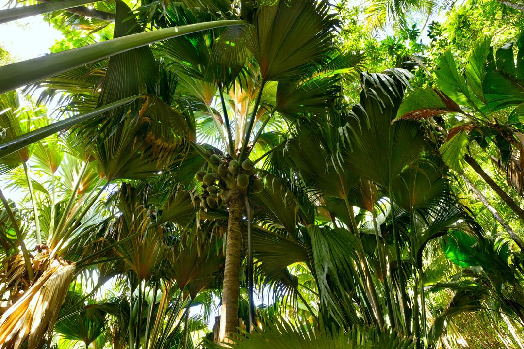 Vallée de mai nationalparkimage - 1