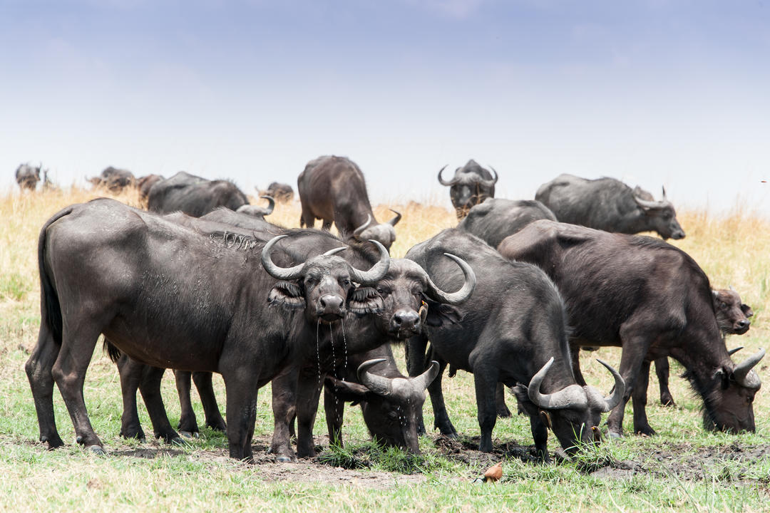Caprivi Eastimage - 0
