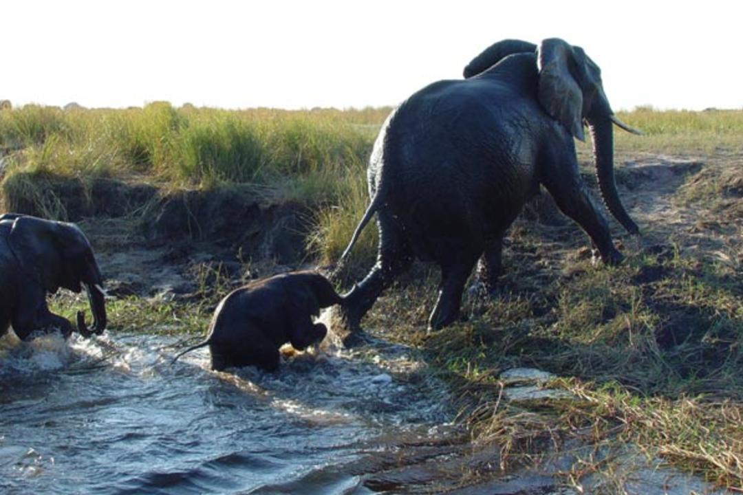 Chobe nationalparkimage - 0