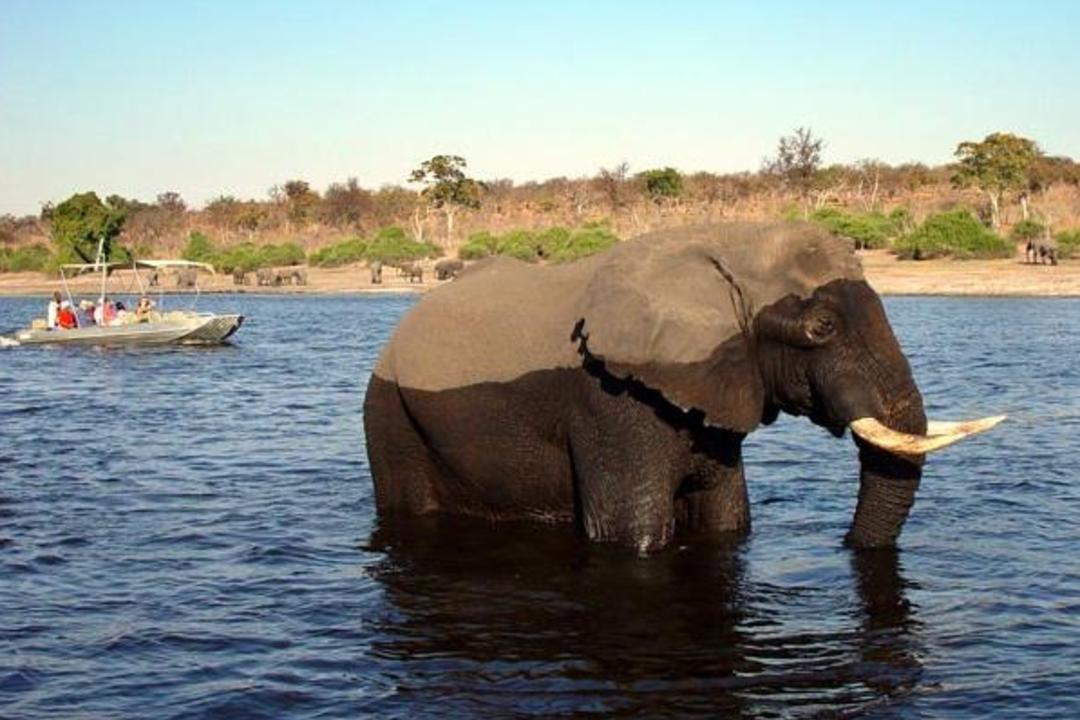 Chobe nationalparkimage - 1