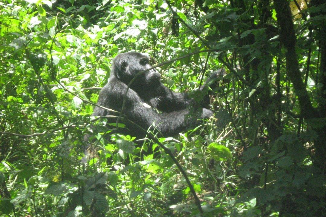 Bwindi Impenetrable Forest National Parkimage - 1