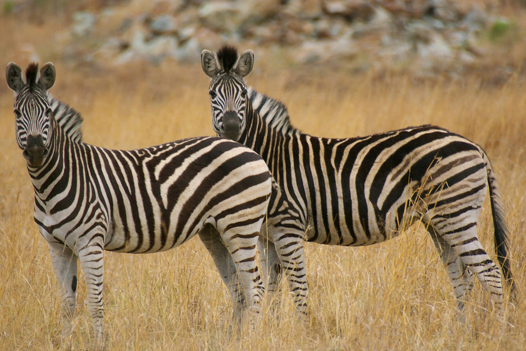 Makgadikgadi Pans National Parkimage - 0