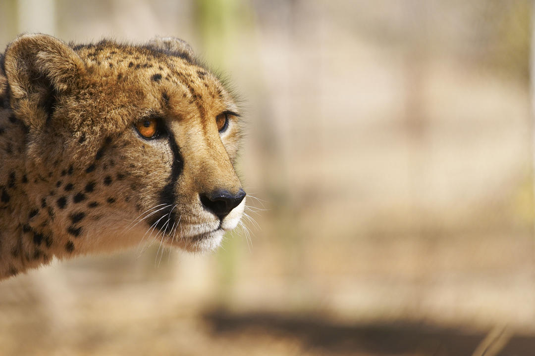 Western Hwange National Parkimage - 0