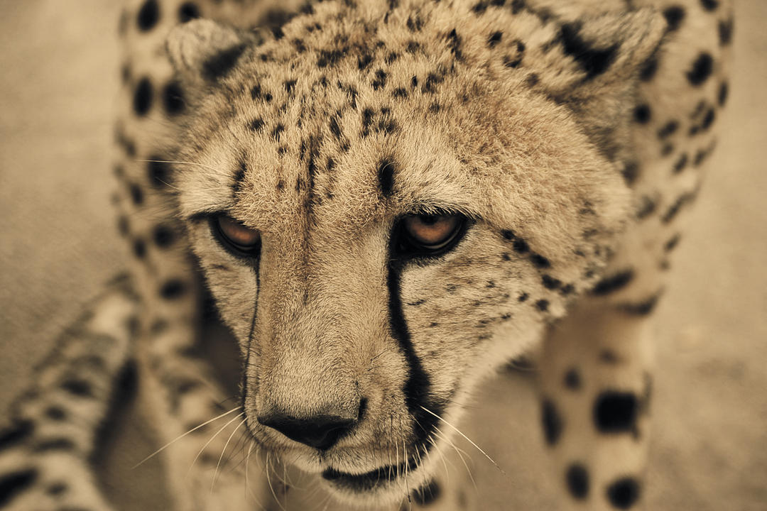 Western Hwange National Parkimage - 1
