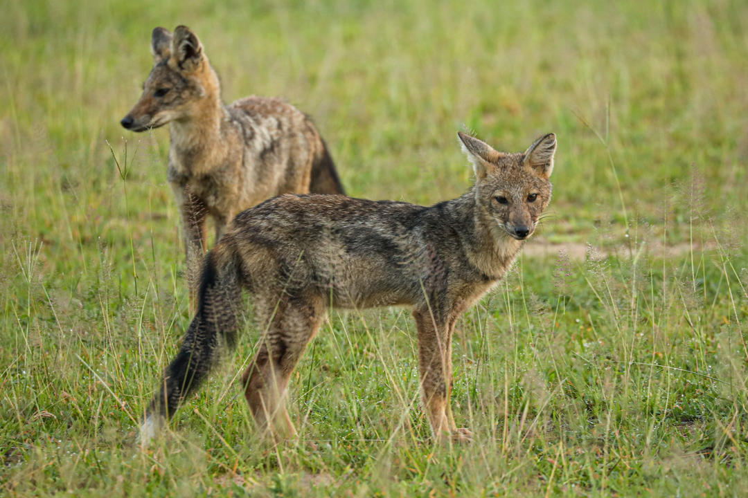 Liwonde nationalparkimage - 1
