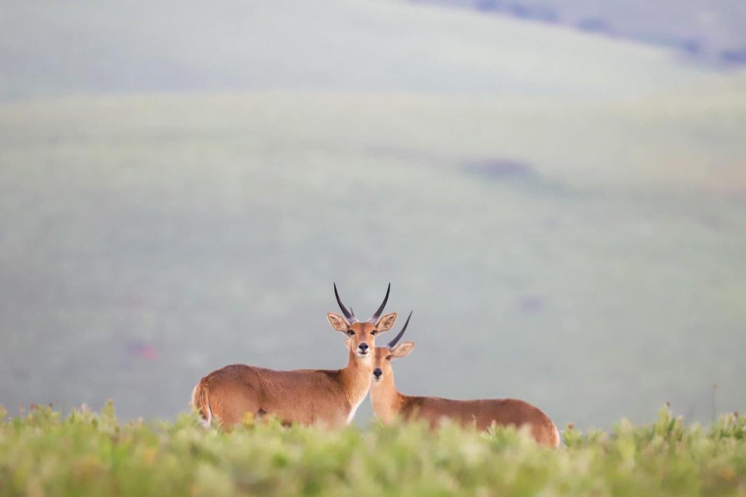 Nyika nationalparkimage - 0