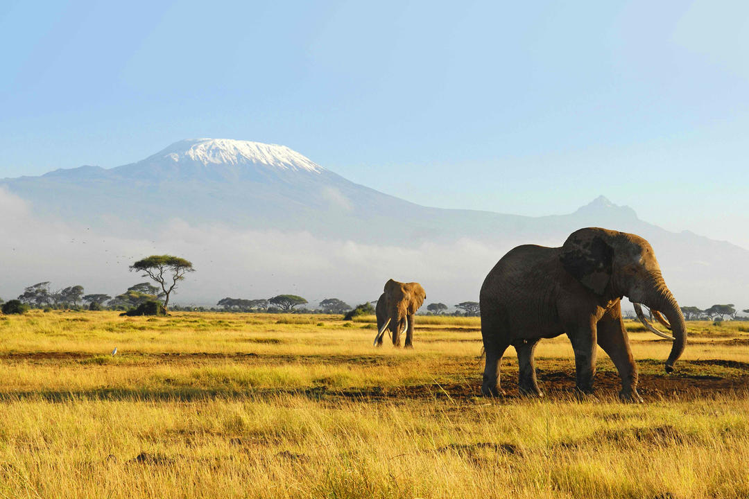 Amboseli nationalparkimage - 0