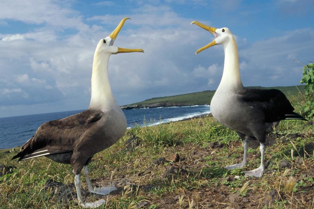 Kryssning Galapagosimage - 1