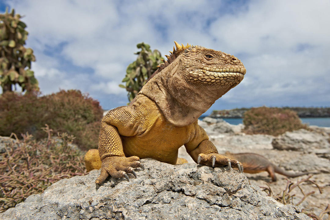 Kryssning Galapagosimage - 0