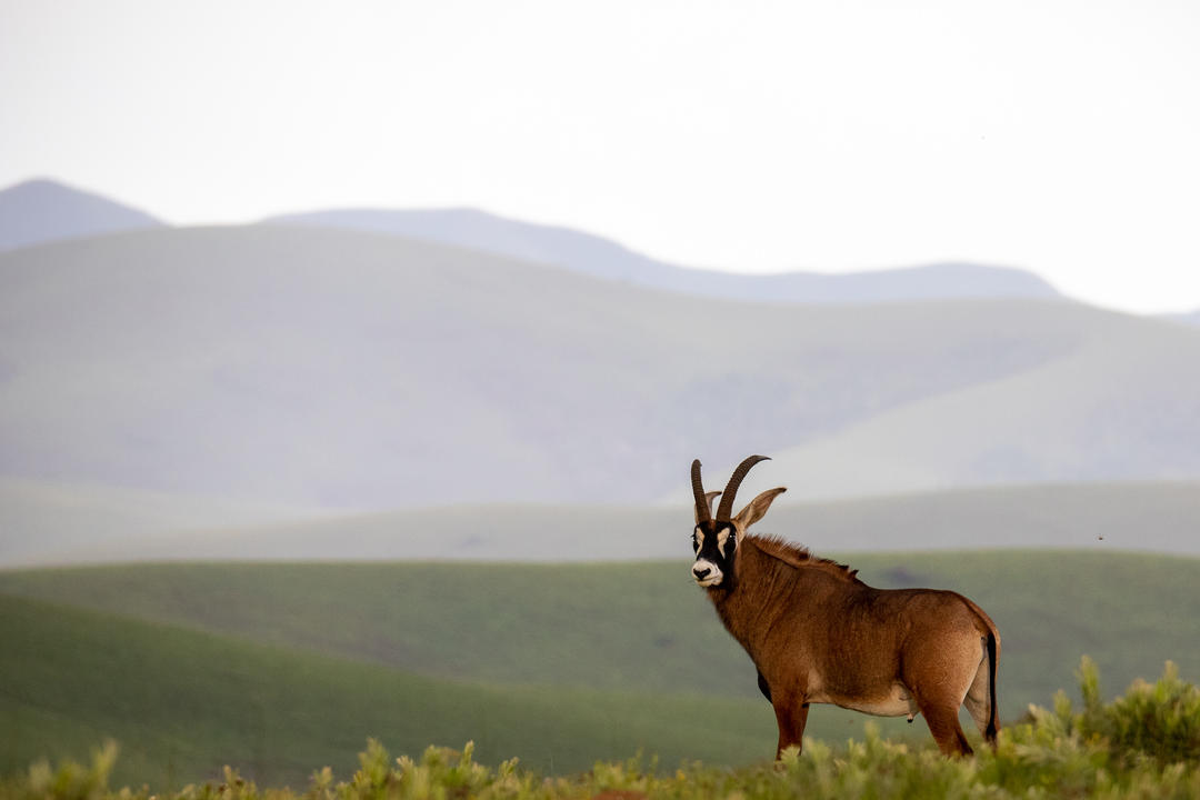 Nyika nationalparkimage - 0