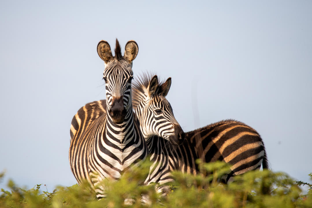 Nyika nationalparkimage - 1