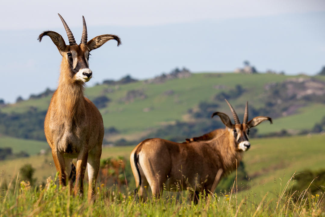 Nyika nationalparkimage - 1