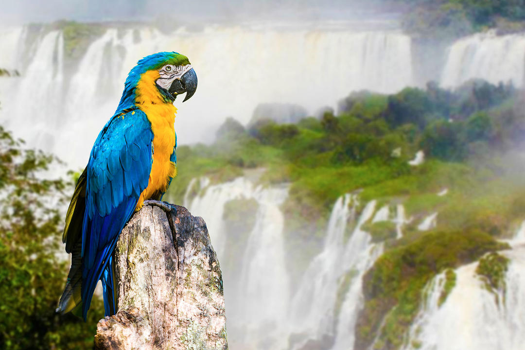 Iguazu Fallsimage - 1
