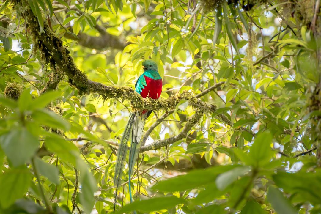 Monteverde Cloud Forest Reserveimage - 1