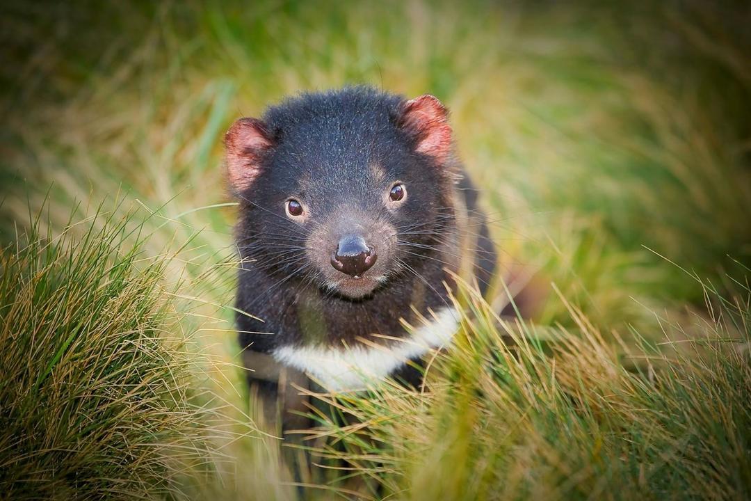 Tasmaniaimage - 1