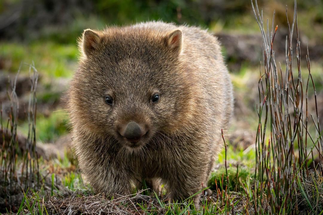 Tasmaniaimage - 0