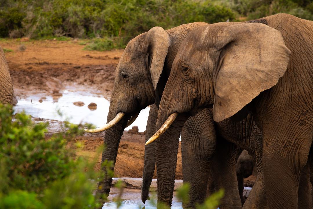 Addo Elephant national parkimage - 0