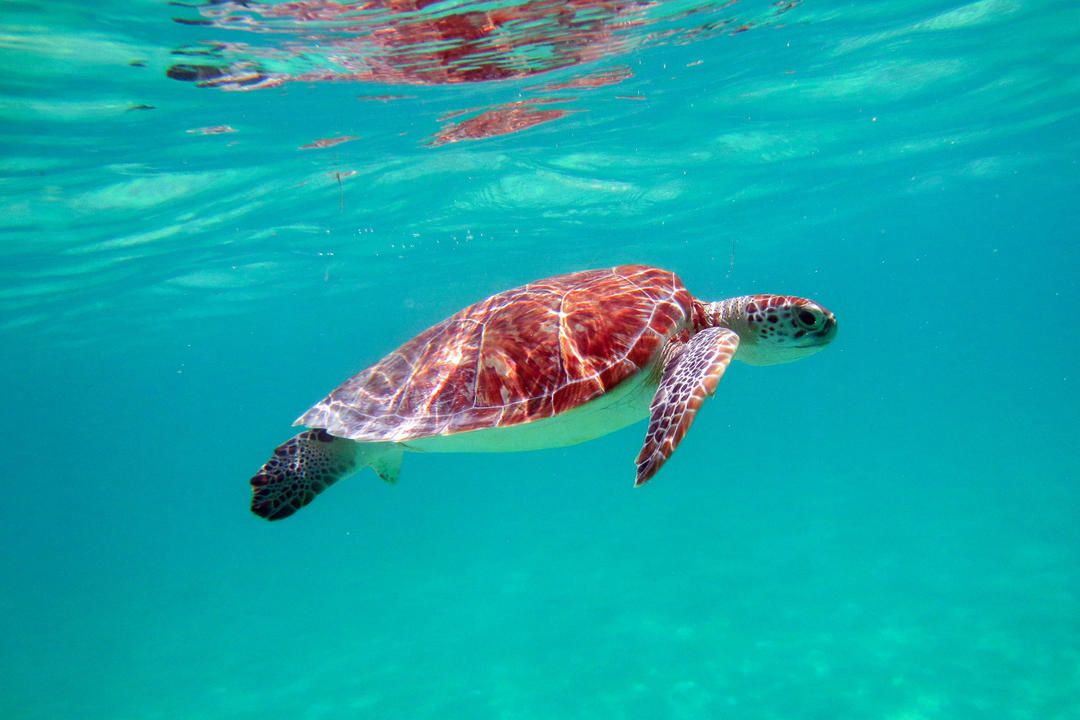 Akumal image - 0