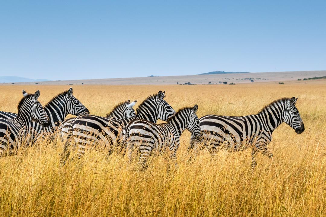 Amboseli nationalparkimage - 0