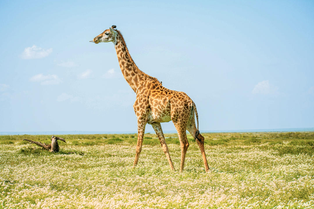 Amboseli nationalparkimage - 1