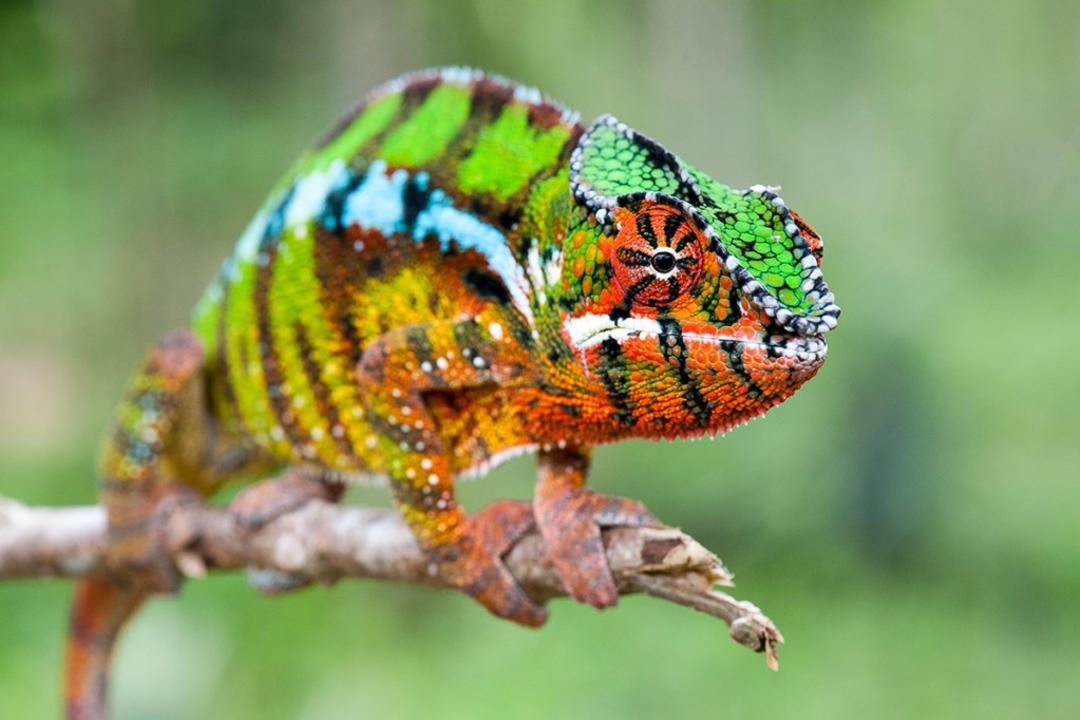 Andasibeimage - 1