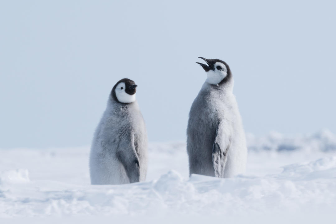 Antarctic Circleimage - 1