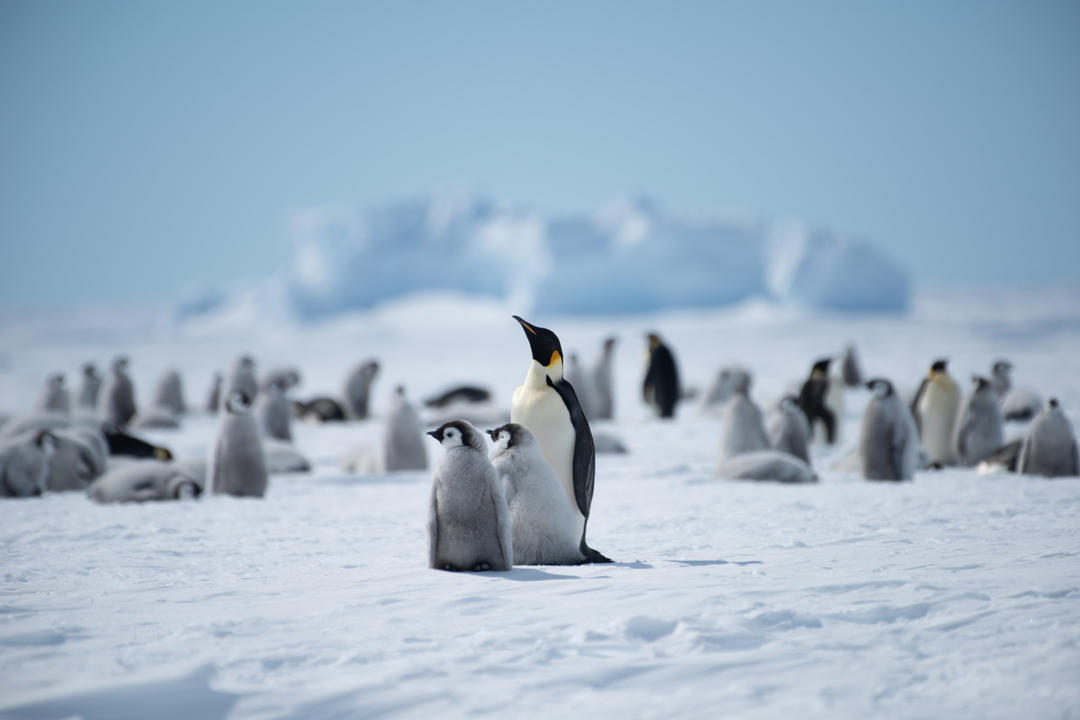 Antarctic Circleimage - 1
