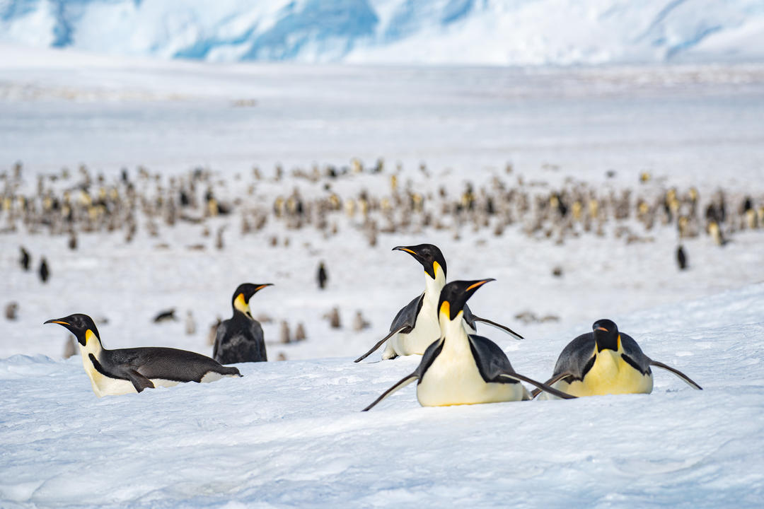 Antarctic Circleimage - 1