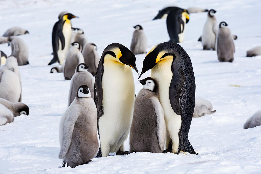 Antarctic Circleimage - 0