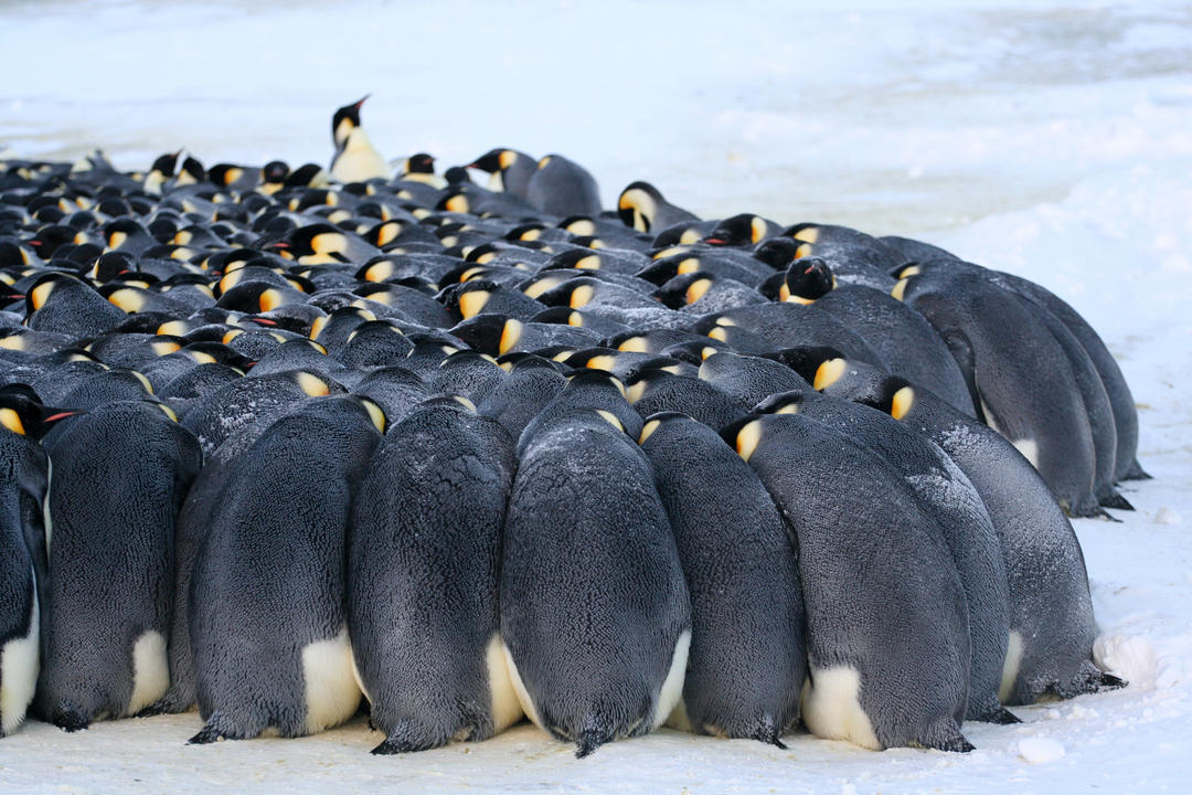 Antarctic Circleimage - 0