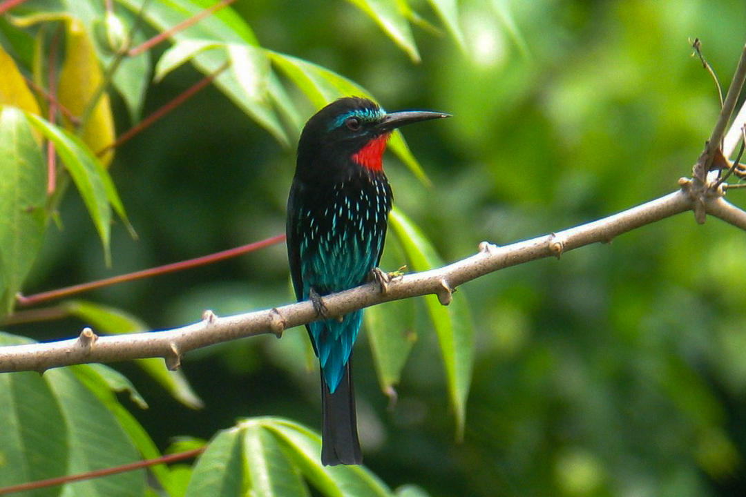 Kibale Forest National Parkimage - 0