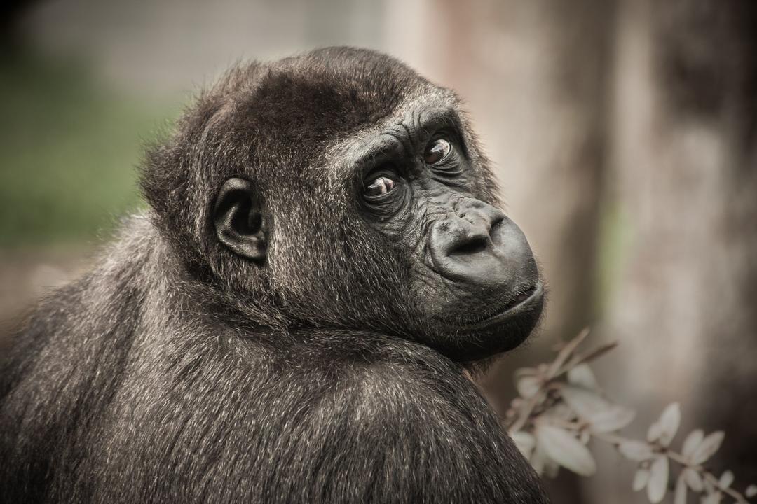 Bwindi Impenetrable Forest National Parkimage - 0