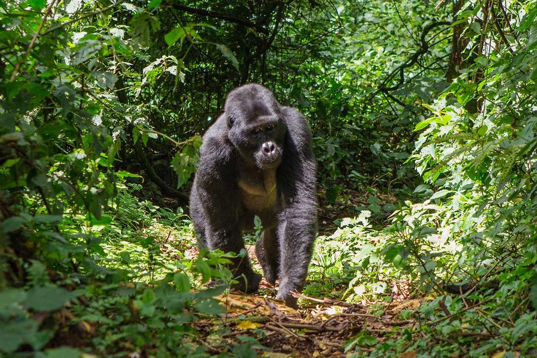 Bwindi Impenetrable Forest National Parkimage - 0