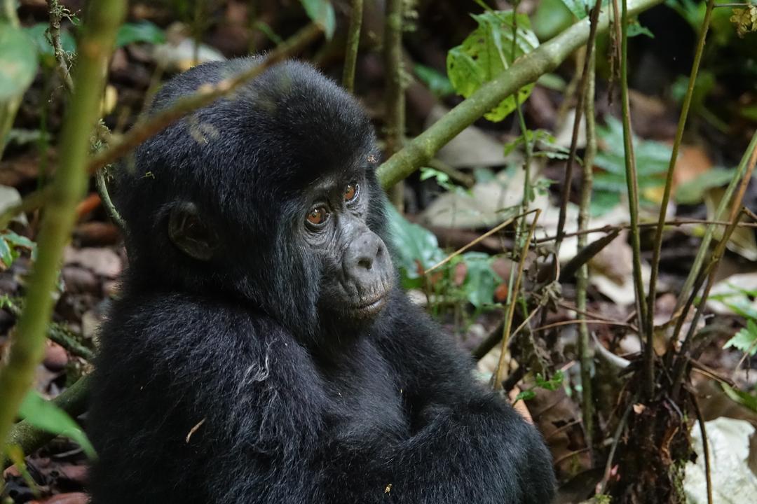 Bwindi Impenetrable Forest National Parkimage - 0